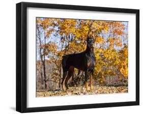 Black Doberman-Lynn M^ Stone-Framed Photographic Print