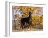 Black Doberman-Lynn M^ Stone-Framed Photographic Print