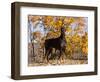 Black Doberman-Lynn M^ Stone-Framed Photographic Print