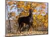 Black Doberman-Lynn M^ Stone-Mounted Photographic Print