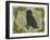 Black Dog-Tina Nichols-Framed Giclee Print