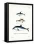 Black Dolphin-null-Framed Stretched Canvas