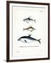 Black Dolphin-null-Framed Giclee Print