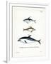 Black Dolphin-null-Framed Giclee Print