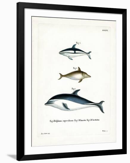 Black Dolphin-null-Framed Giclee Print