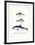 Black Dolphin-null-Framed Giclee Print