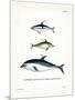 Black Dolphin-null-Mounted Giclee Print