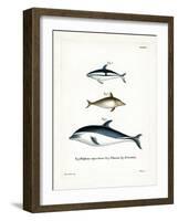 Black Dolphin-null-Framed Giclee Print