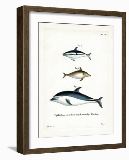 Black Dolphin-null-Framed Giclee Print