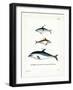 Black Dolphin-null-Framed Giclee Print