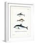 Black Dolphin-null-Framed Giclee Print