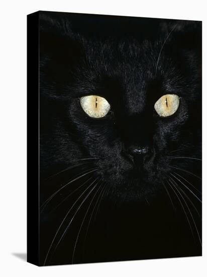 Black Domestic Cat, Eyes with Pupils Closed in Bright Light-Jane Burton-Stretched Canvas