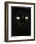 Black Domestic Cat, Eyes with Pupils Closed in Bright Light-Jane Burton-Framed Premium Photographic Print