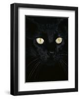 Black Domestic Cat, Eyes with Pupils Closed in Bright Light-Jane Burton-Framed Premium Photographic Print