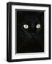 Black Domestic Cat, Eyes with Pupils Closed in Bright Light-Jane Burton-Framed Premium Photographic Print