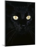 Black Domestic Cat, Eyes with Pupils Closed in Bright Light-Jane Burton-Mounted Premium Photographic Print