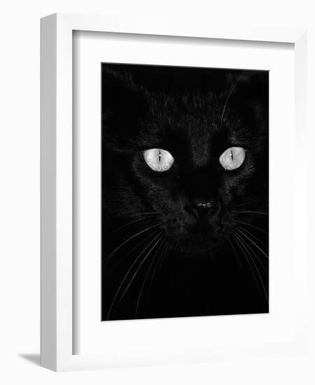 Black Domestic Cat, Eyes with Pupils Closed in Bright Light-Jane Burton-Framed Premium Photographic Print