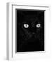 Black Domestic Cat, Eyes with Pupils Closed in Bright Light-Jane Burton-Framed Premium Photographic Print