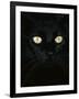 Black Domestic Cat, Eyes with Pupils Closed in Bright Light-Jane Burton-Framed Photographic Print