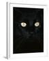 Black Domestic Cat, Eyes with Pupils Closed in Bright Light-Jane Burton-Framed Photographic Print