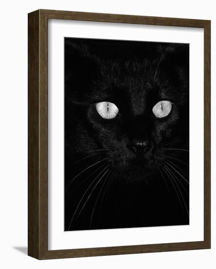 Black Domestic Cat, Eyes with Pupils Closed in Bright Light-Jane Burton-Framed Photographic Print