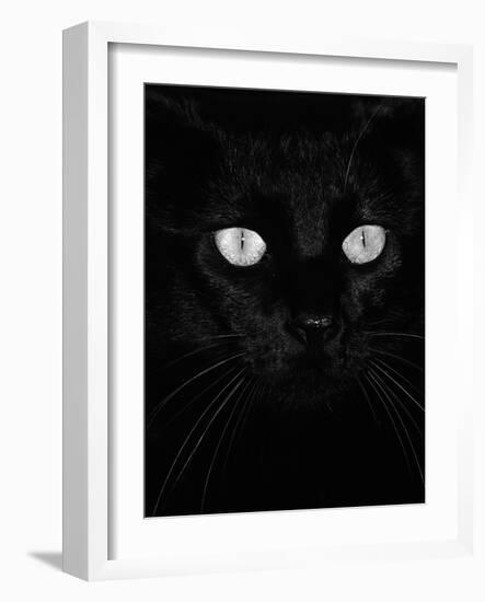 Black Domestic Cat, Eyes with Pupils Closed in Bright Light-Jane Burton-Framed Photographic Print