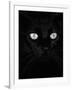 Black Domestic Cat, Eyes with Pupils Closed in Bright Light-Jane Burton-Framed Photographic Print