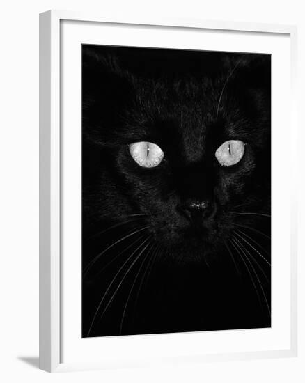 Black Domestic Cat, Eyes with Pupils Closed in Bright Light-Jane Burton-Framed Photographic Print