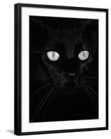 Black Domestic Cat, Eyes with Pupils Closed in Bright Light-Jane Burton-Framed Photographic Print