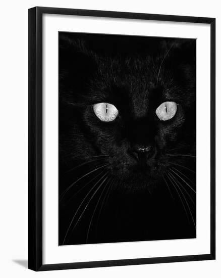 Black Domestic Cat, Eyes with Pupils Closed in Bright Light-Jane Burton-Framed Photographic Print