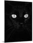 Black Domestic Cat, Eyes with Pupils Closed in Bright Light-Jane Burton-Mounted Photographic Print