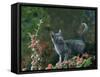 Black Domestic Cat Kitten on Garden Wall with Black Jaguar/Leopard Shadow in Background, UK-Jane Burton-Framed Stretched Canvas