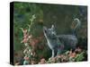 Black Domestic Cat Kitten on Garden Wall with Black Jaguar/Leopard Shadow in Background, UK-Jane Burton-Stretched Canvas