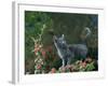 Black Domestic Cat Kitten on Garden Wall with Black Jaguar/Leopard Shadow in Background, UK-Jane Burton-Framed Photographic Print