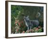 Black Domestic Cat Kitten on Garden Wall with Black Jaguar/Leopard Shadow in Background, UK-Jane Burton-Framed Photographic Print