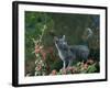 Black Domestic Cat Kitten on Garden Wall with Black Jaguar/Leopard Shadow in Background, UK-Jane Burton-Framed Photographic Print