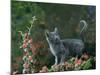 Black Domestic Cat Kitten on Garden Wall with Black Jaguar/Leopard Shadow in Background, UK-Jane Burton-Mounted Photographic Print