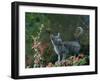 Black Domestic Cat Kitten on Garden Wall with Black Jaguar/Leopard Shadow in Background, UK-Jane Burton-Framed Photographic Print