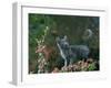 Black Domestic Cat Kitten on Garden Wall with Black Jaguar/Leopard Shadow in Background, UK-Jane Burton-Framed Photographic Print