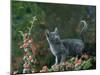 Black Domestic Cat Kitten on Garden Wall with Black Jaguar/Leopard Shadow in Background, UK-Jane Burton-Mounted Photographic Print