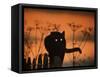 Black Domestic Cat Silhouetted Against Sunset Sky, Eyes Reflecting the Light, UK-Jane Burton-Framed Stretched Canvas