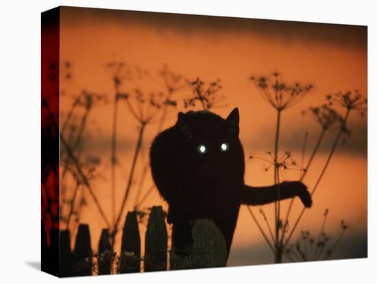 Black Domestic Cat Silhouetted Against Sunset Sky, Eyes Reflecting the Light, UK-Jane Burton-Stretched Canvas