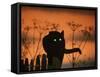 Black Domestic Cat Silhouetted Against Sunset Sky, Eyes Reflecting the Light, UK-Jane Burton-Framed Stretched Canvas