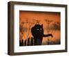 Black Domestic Cat Silhouetted Against Sunset Sky, Eyes Reflecting the Light, UK-Jane Burton-Framed Premium Photographic Print