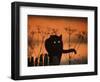 Black Domestic Cat Silhouetted Against Sunset Sky, Eyes Reflecting the Light, UK-Jane Burton-Framed Premium Photographic Print