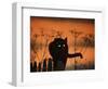 Black Domestic Cat Silhouetted Against Sunset Sky, Eyes Reflecting the Light, UK-Jane Burton-Framed Premium Photographic Print