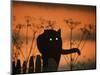 Black Domestic Cat Silhouetted Against Sunset Sky, Eyes Reflecting the Light, UK-Jane Burton-Mounted Premium Photographic Print