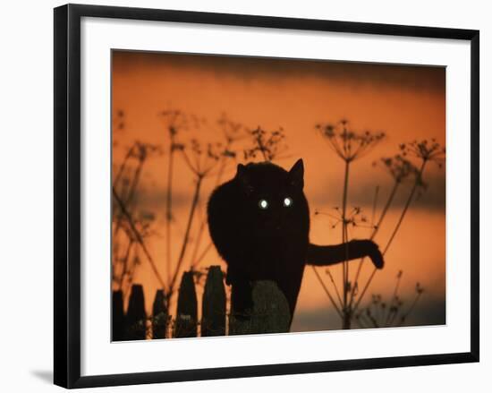 Black Domestic Cat Silhouetted Against Sunset Sky, Eyes Reflecting the Light, UK-Jane Burton-Framed Photographic Print