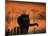 Black Domestic Cat Silhouetted Against Sunset Sky, Eyes Reflecting the Light, UK-Jane Burton-Mounted Photographic Print