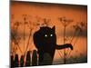 Black Domestic Cat Silhouetted Against Sunset Sky, Eyes Reflecting the Light, UK-Jane Burton-Mounted Photographic Print